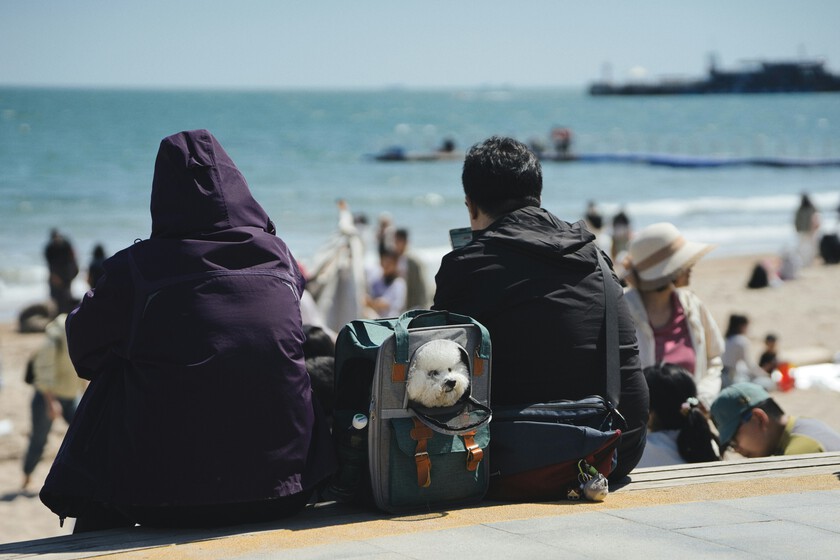 Durante décadas las familias adaptaron sus vacaciones para viajar con niños. Hoy manda otra prioridad: las mascotas