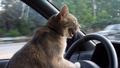Animales conduciendo
