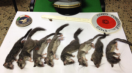 Lirones C Gruppo Forestale Dello Stato