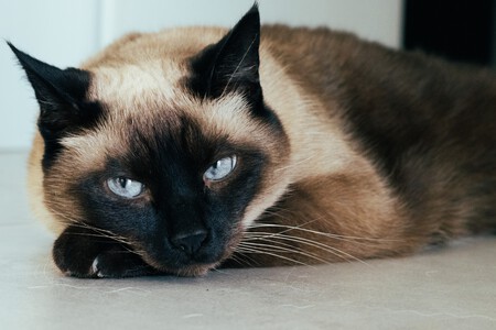 Gato Siames