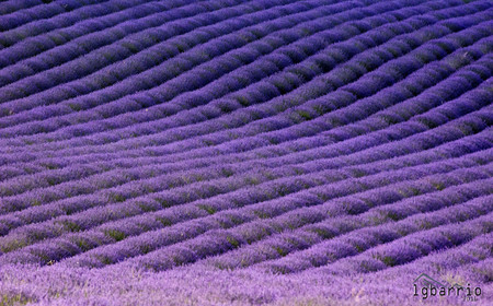 Campos lavanda Brihuega