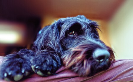 Un schnauzer