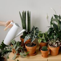 Los expertos en jardinería coinciden: si llegas de vacaciones y encuentras a tus plantas mustias, todavía puedes salvarlas 