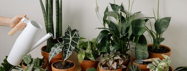 Si llegas de vacaciones y encuentras a tus plantas mustias, todavía puedes salvarlas. Estos son los trucos para conseguirlo