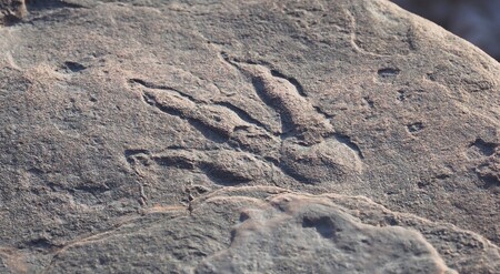 Una niña de 4 años encuentra una huella de dinosaurio en un estado de conservación casi perfecto