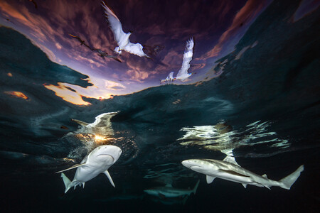 Este “baile” de tiburones y gaviotas al atardecer es la imagen ganadora del concurso de foto submarina Underwater Photographer of the Year 2021