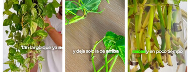 Los potos crecen rápido pero, además, se pueden multiplicar muy fácilmente con este sencillo truco