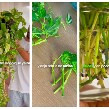 Los potos crecen rápido pero, además, se pueden multiplicar muy fácilmente con este sencillo truco