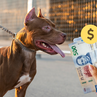 Tener perro en México podría cambiar, al menos en un estado: proponen cobros por perros “de riesgo”