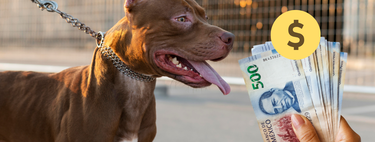Tener perro en México podría cambiar, al menos en un estado: proponen cobros por perros “de riesgo”