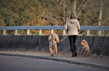 ¿Tengo que sacar a pasear al perro tres veces al día?