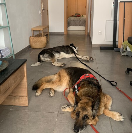 Convivencia perros y gatos