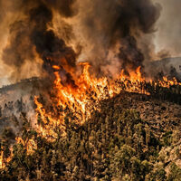 Plantar eucalipto para contener sus suelos ha cambiado la forma en que el fuego se propaga por Portugal 