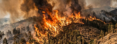 Plantar eucalipto para contener sus suelos ha cambiado la forma en que el fuego se propaga por Portugal 