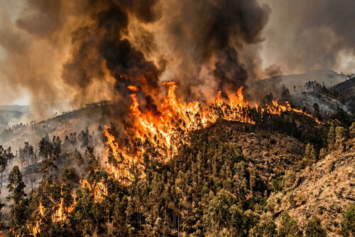 Plantar eucalipto para contener sus suelos ha cambiado la forma en que el fuego se propaga por Portugal 