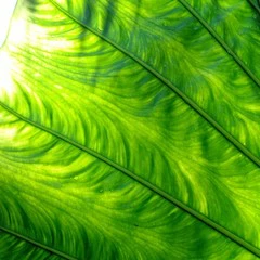 Foto 2 de 13 de la galería fondos-de-naturaleza en Xataka Android