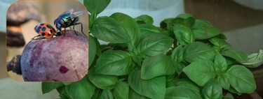 3 plantas que ayudan a ahuyentar a los mosquitos: son fáciles de cuidar, huelen delicioso y además decoran tu casa 