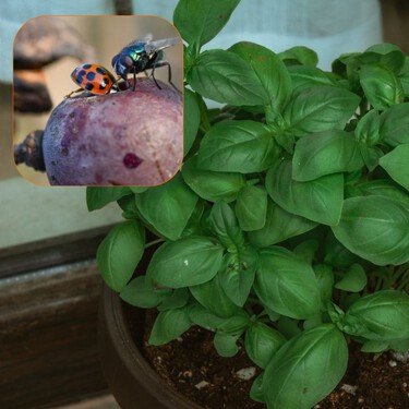 3 plantas que ayudan a ahuyentar a los mosquitos: son fáciles de cuidar, huelen delicioso y además decoran tu casa 