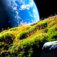 Pesquisadores colaram musgo na parte externa da Estação Espacial Internacional por 283 dias — e ele sobreviveu