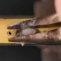 Los vídeos limpiando puertos de iPhone y AirPods con cera se han hecho virales. Y es un método peligroso 