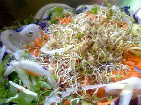 La alfalfa, un alimento beneficioso para el ser humano