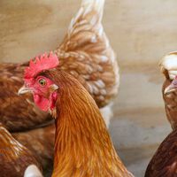 Javier José empezó a los 20 años con 50 gallinas y hoy produce 1.200 huevos al día: "No ha sido fácil. Y más con el mercado" 