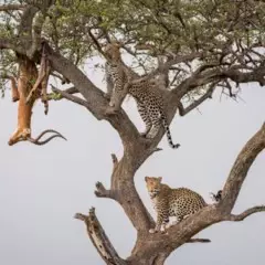 Foto 2 de 9 de la galería categoria-mamiferos en Xataka Foto