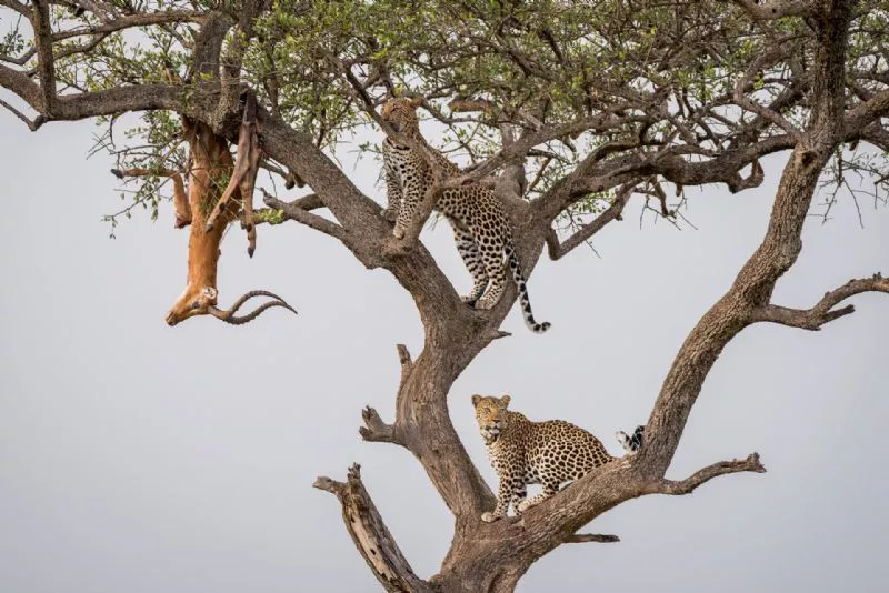 Foto de Categoría: Mamíferos (2/9)