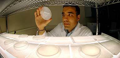 Bacterias que fabrican petroleo (Times Online)