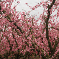 En marzo, este pequeño pueblo de Lleida, se convierte en un paraíso de flores rosas ideal para fotografiar