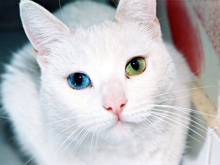 El genoma de los gatos es sorprendentemente similar al del ser humano y podría ayudarnos a tratar enfermedades en ambas especies