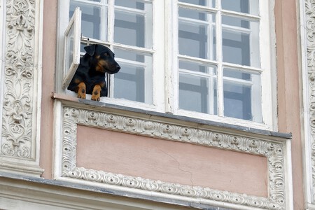 miedo y ansiedad por separación perros educación