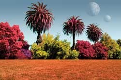 ¿De qué colores serían las plantas en otros planetas?
