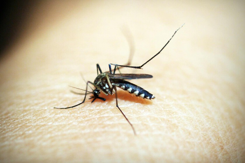 Probar los trucos antimosquitos más virales de TikTok parecía una buena idea. Hasta que lo hice