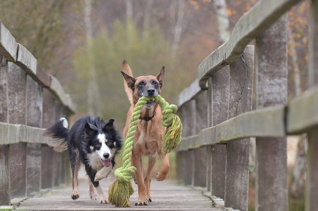 Un pastor belga malinois y un border collie