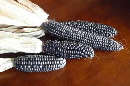 El maíz azul, sus propiedades nutricionales y sus antioxidantes