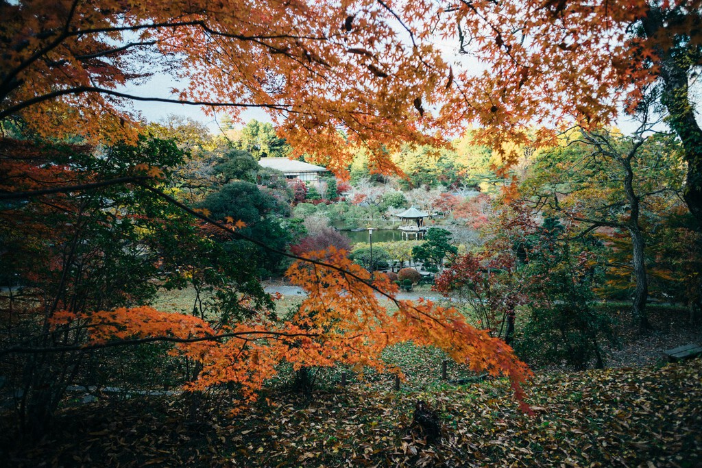 Tres plantas ideales para jardines en otoño que marcan una tendencia en paisajismo: cómo cuidarlas y dónde colocarlas