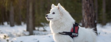 Puedes llevar a tu perro a la nieve siempre que tomes estas precauciones y evites estos peligros 
