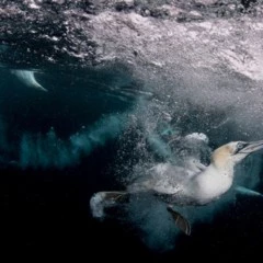 Foto 3 de 10 de la galería mundo-subacuatico en Xataka Foto