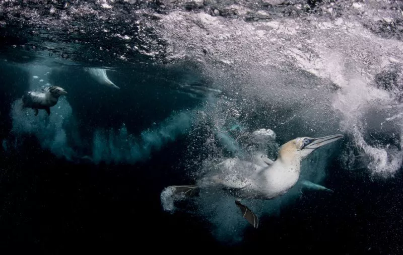 Foto de Mundo subacuático (3/10)