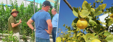 Miles de árboles limoneros en España viven una crisis histórica: el virus que ha puesto en jaque a toda la industria