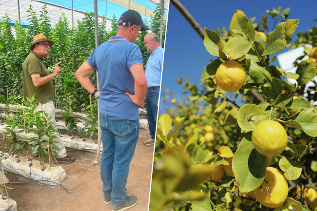 Viruslimones