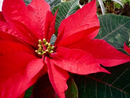 Cómo conseguir que las poinsettias duren más tiempo