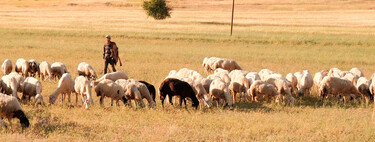 Pastores de La Rioja ante la ola de calor: salir con las ovejas a las cinco y  volver "hasta que ya no pueden con el calor" 