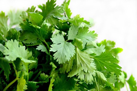 Las mejores formas para conservar la frescura y sabor del cilantro