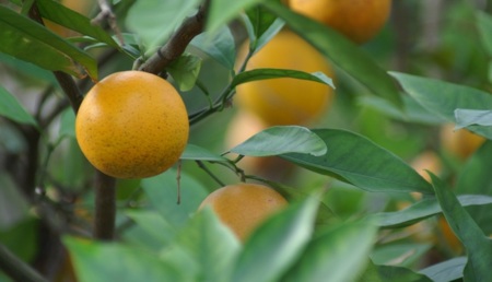Jardines de enseñanza: cultivar las verduras hace que les gusten más a los niños