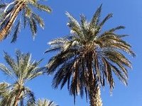  Tozeur, el oasis por excelencia