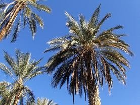 Tozeur, el oasis por excelencia