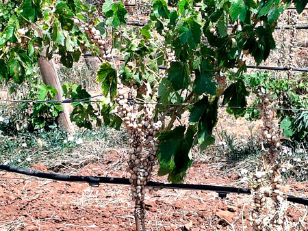 Aun Asi Prefiere Los Brotes Mas Jovenes Y Tiernos De Determinadas Plantas