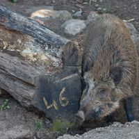 Galicia está harta de que los jabalíes le cuesten millones de euros. Así que ha pulsado el botón rojo de la caza libre